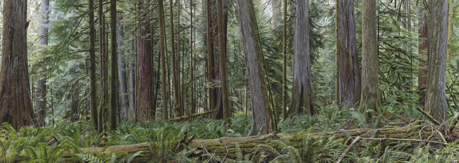 Forest of Giants - Cathedral Grove