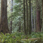 Forest of Giants - Cathedral Grove