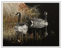 A Grass Framed Looking Glass