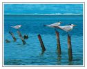 Caribbean Afternoon<br> - Royal Terns