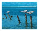 Caribbean Afternoon - Royal Terns