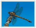Dragonhunter II