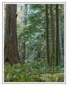 Forest of Giants - Cathedral Grove