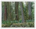 Forest of Giants - Cathedral Grove