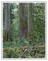 Forest of Giants - Cathedral Grove