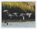 Light Air and Water - Oak Hammock Marsh