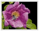 Nature's Quid Pro Quo