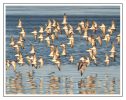 One Hundred and One Dunlins