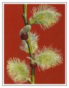 Pussy Willow in Bloom