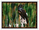 Redwing