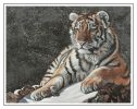 Siberian Tiger Cub