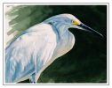 Snowy Egret Study
