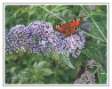 The Butterfly Bush