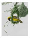 Thorn Tree Architect<br> - Vitelline Masked Weaver