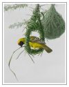Thorn Tree Architect - Vitelline Masked Weaver