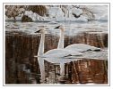 Winter Whites on Water - Trumpeter Swan