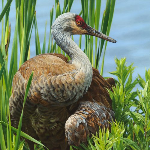 Sandhill Crane