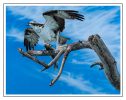The Fish Hawk