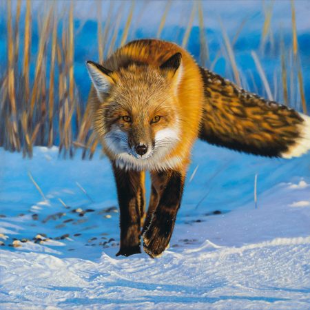 Red Fox