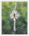 Webmaster